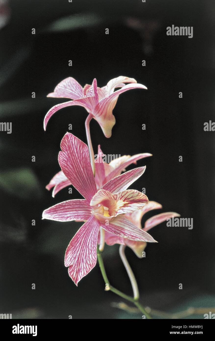 Botany - Orchidaceae. Dendrobium x Phalaenopsis Stock Photo