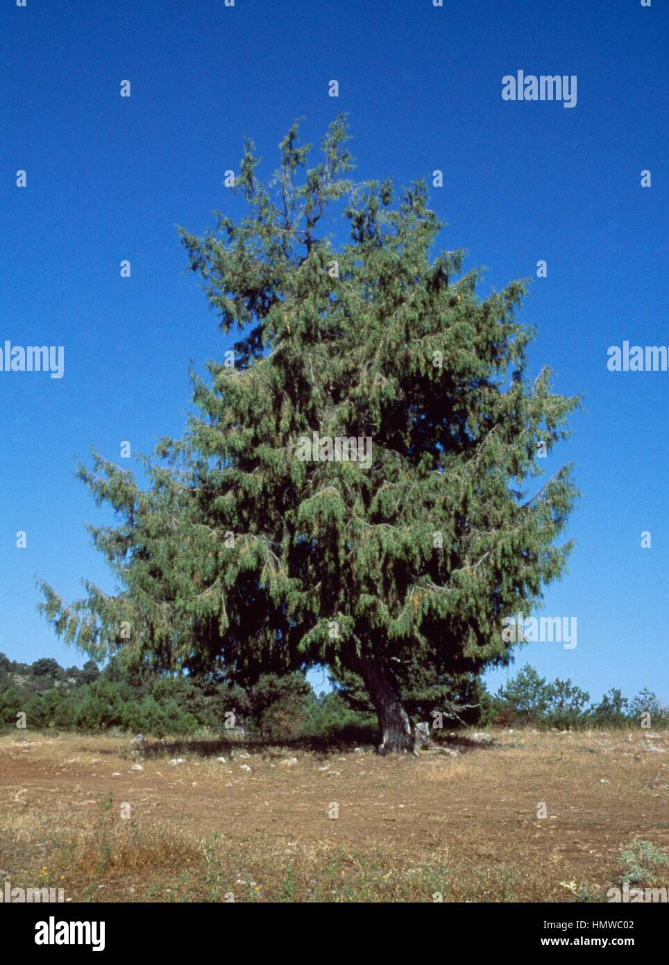 Savin Juniper or Savin (Juniperus sabina), Cupressaceae. Stock Photo