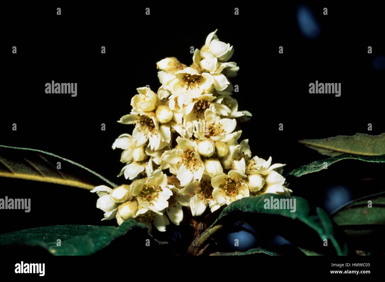 Loquat flowers (Eriobotrya japonica), Rosaceae. Stock Photo