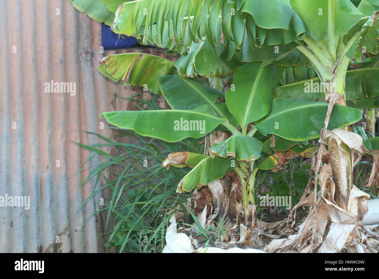 Banana Trees Stock Photo