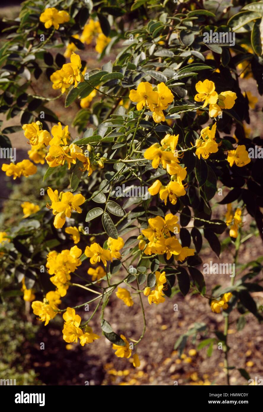 Leaves and flowers of Argentine Senna (Cassia corymbosa), Fabaceae-Leguminosae. Stock Photo