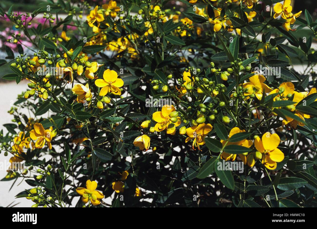 Texas flowery Senna, Flowering (Senna Cassia falcata or Senna corymbosa), Fabaceae. Stock Photo