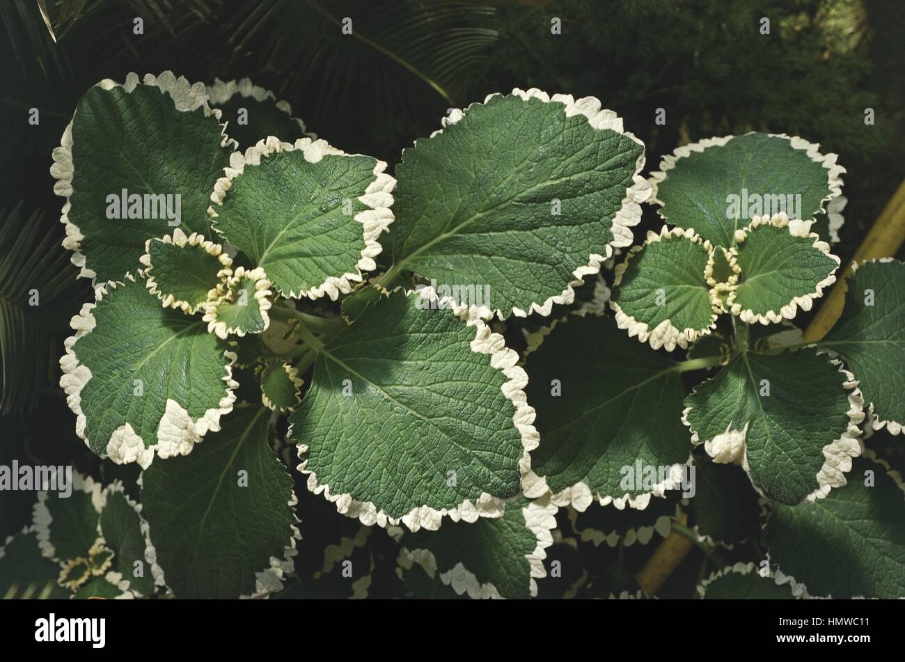 Botany - Lamiaceae or Labiatae - White-edged Swedish Ivy (Plectranthus coleoides) Stock Photo