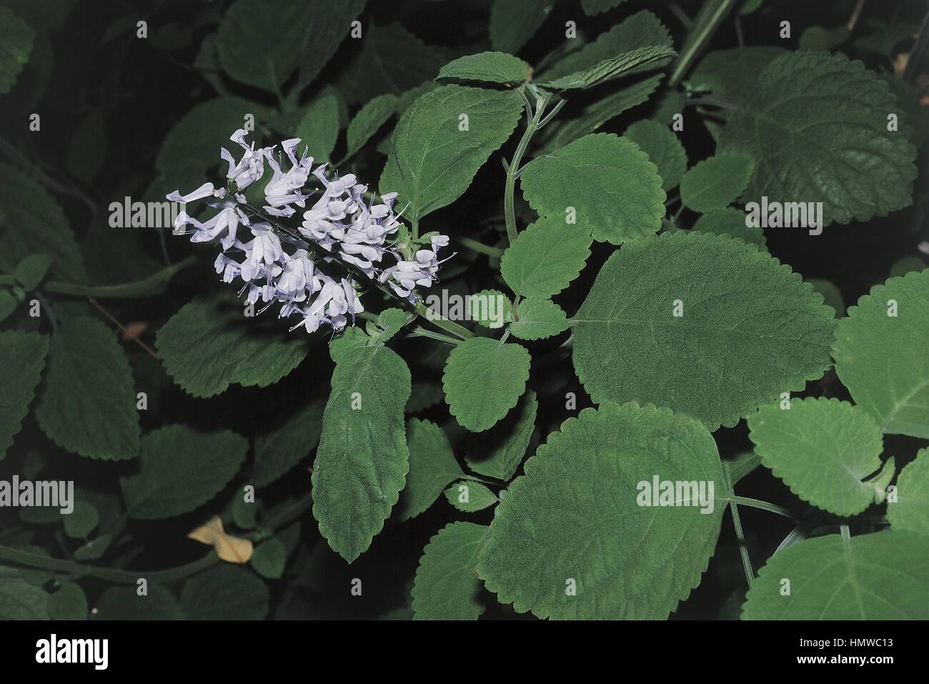 Botany - Lamiaceae. Plectranthus oertendahlii Stock Photo
