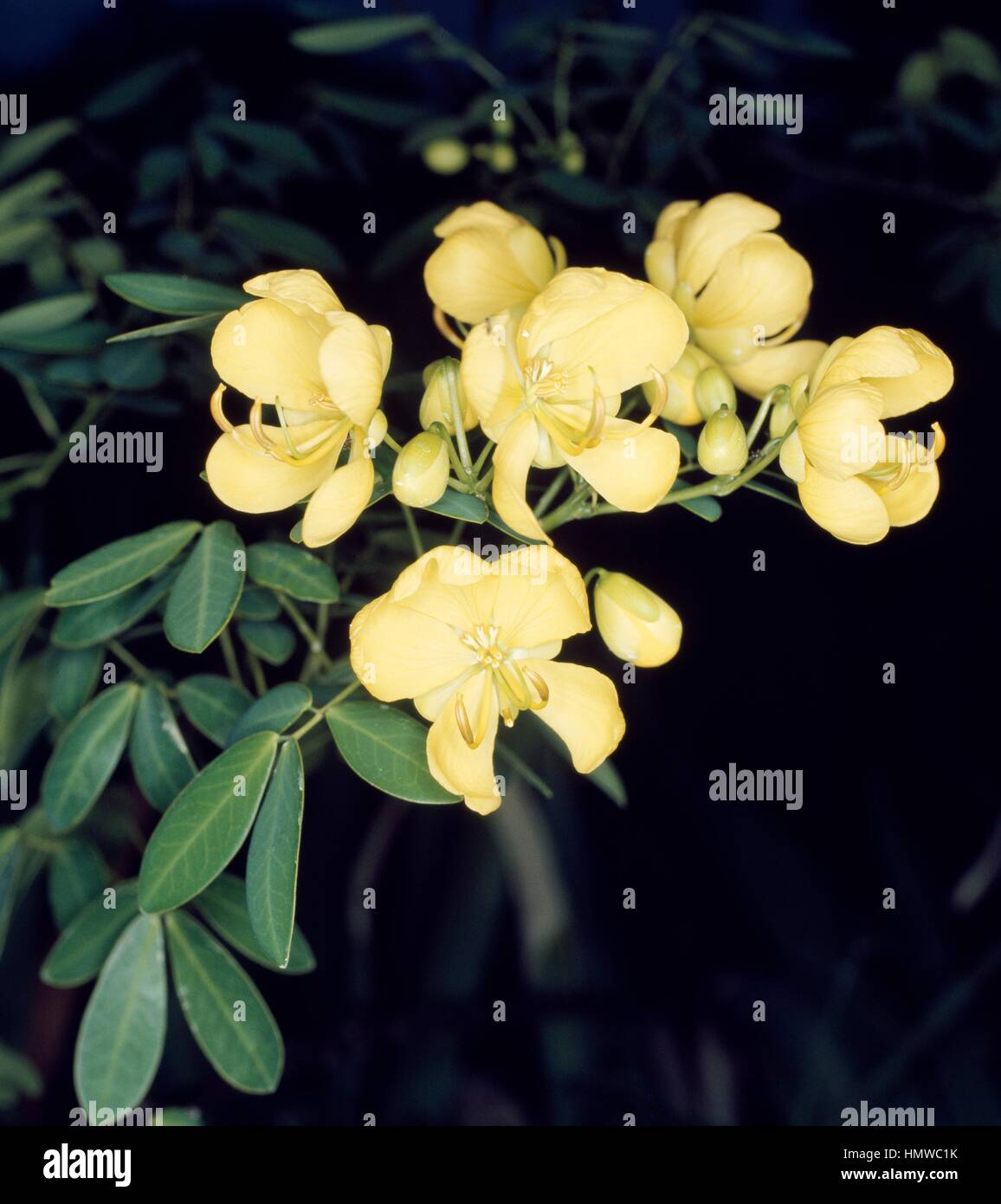 Leaves and flowers of Winter Cassia (Cassia bicapsularis), Fabaceae-Leguminosae. Stock Photo
