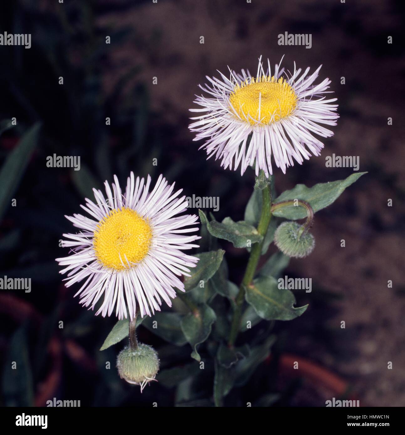 Aspen Fleabane or Threenerve Fleabane (Erigeron speciosus), Asteraceae. Stock Photo