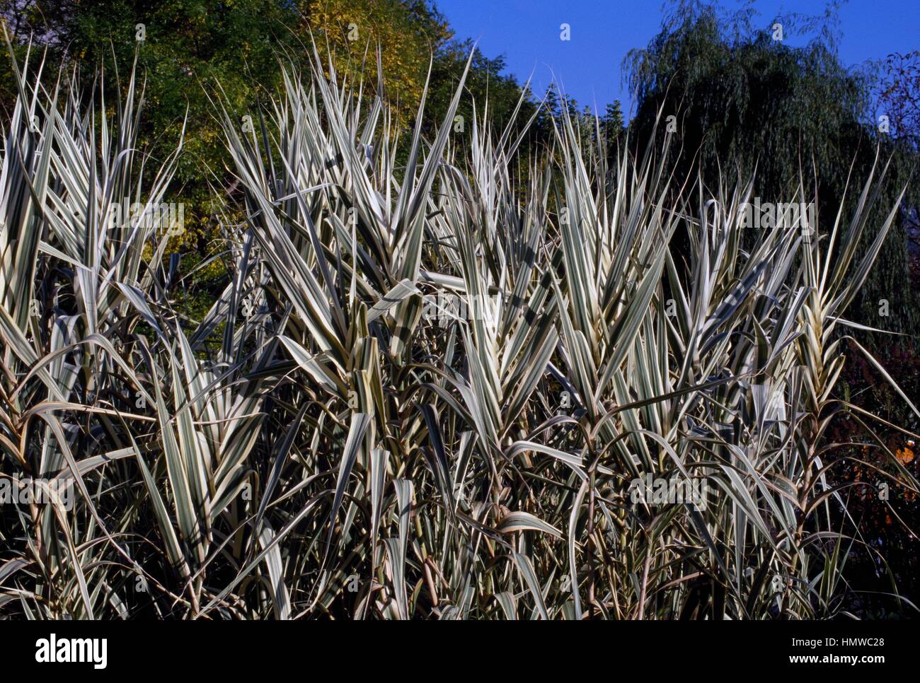 Giant cane (Arundo donax), Poaceae. Stock Photo