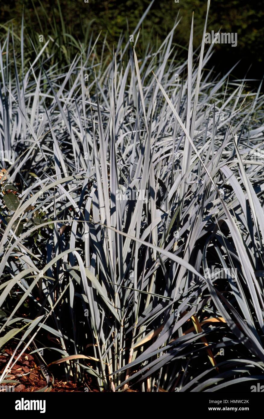 Blue wild rye (Elymus glaucus), Poaceae. Stock Photo