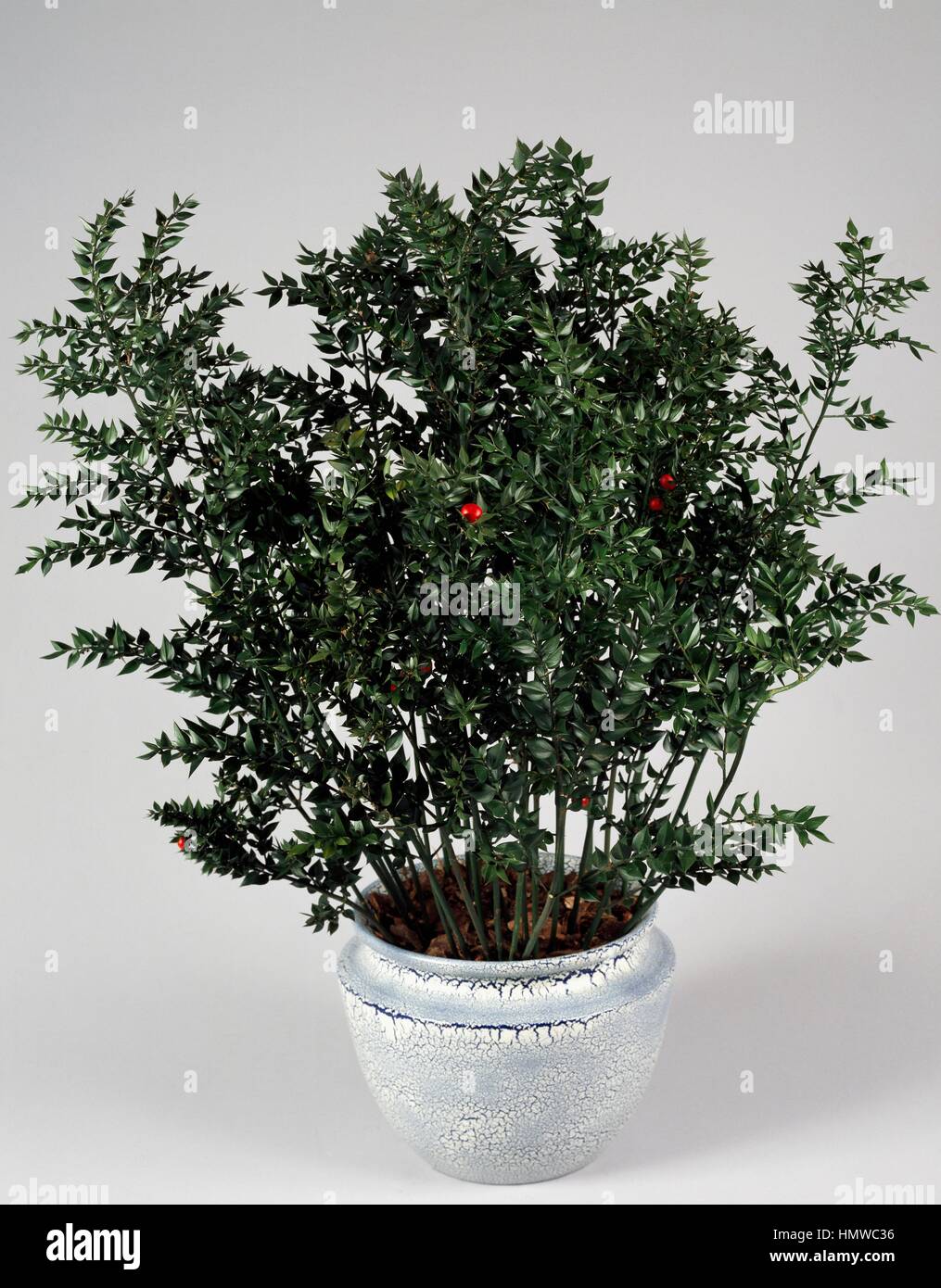 celosia plant Celosia  Liberty Landscape Supply