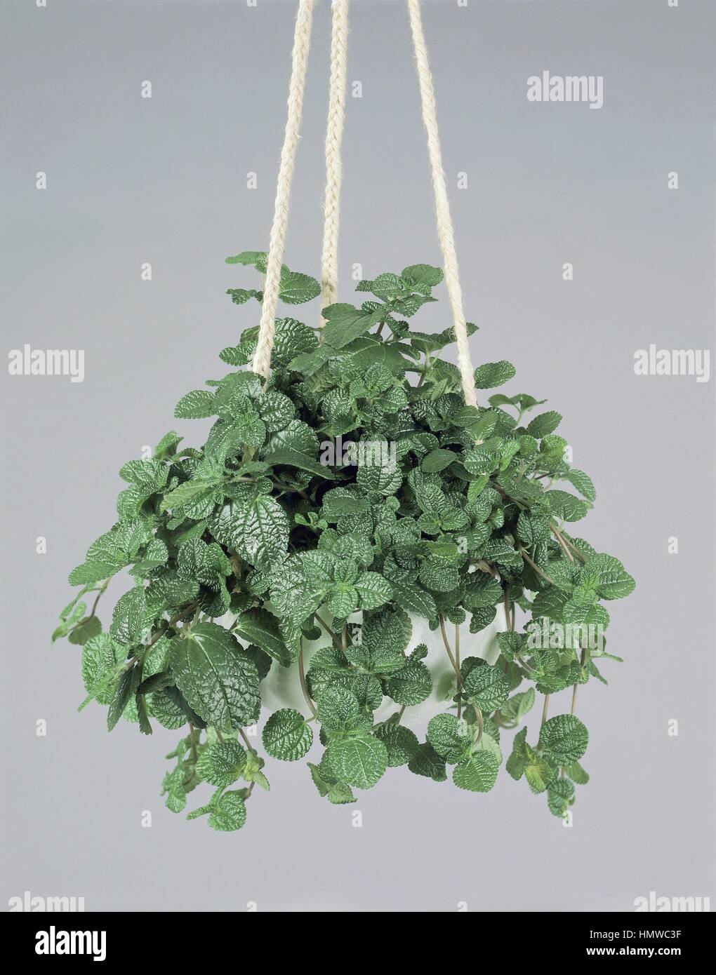 Houseplants - Urticaceae. Creeping charlie (Pilea nummulariifolia Stock  Photo - Alamy