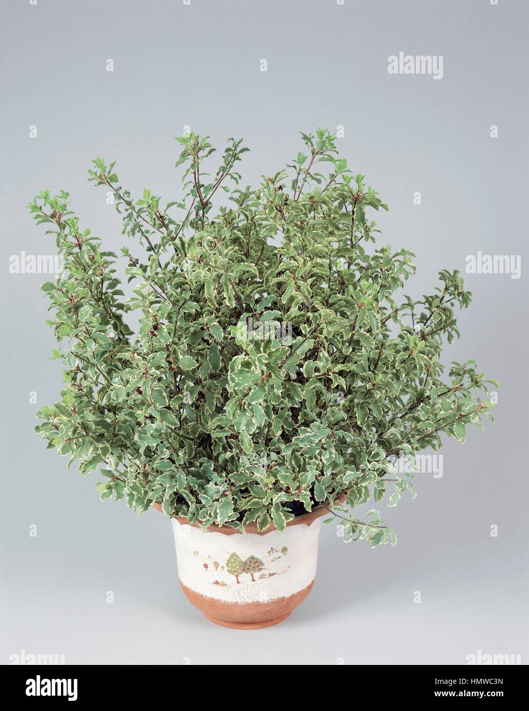 Houseplants - Pittosporaceae. Tawhiwhi (Pittosporum tenuifolium 'Sunburst') Stock Photo
