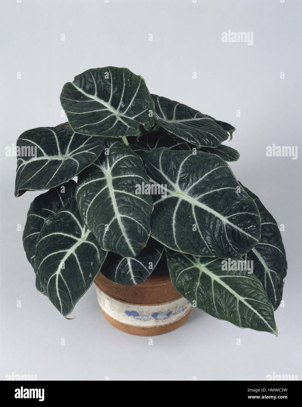 Houseplants - Araceae. Taro (Alocasia 'Velvet') Stock Photo