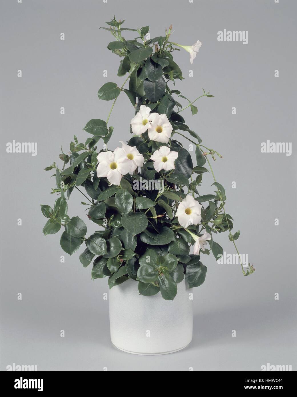Houseplants - Apocynaceae. White dipladenia (Dipladenia boliviensis) Stock Photo