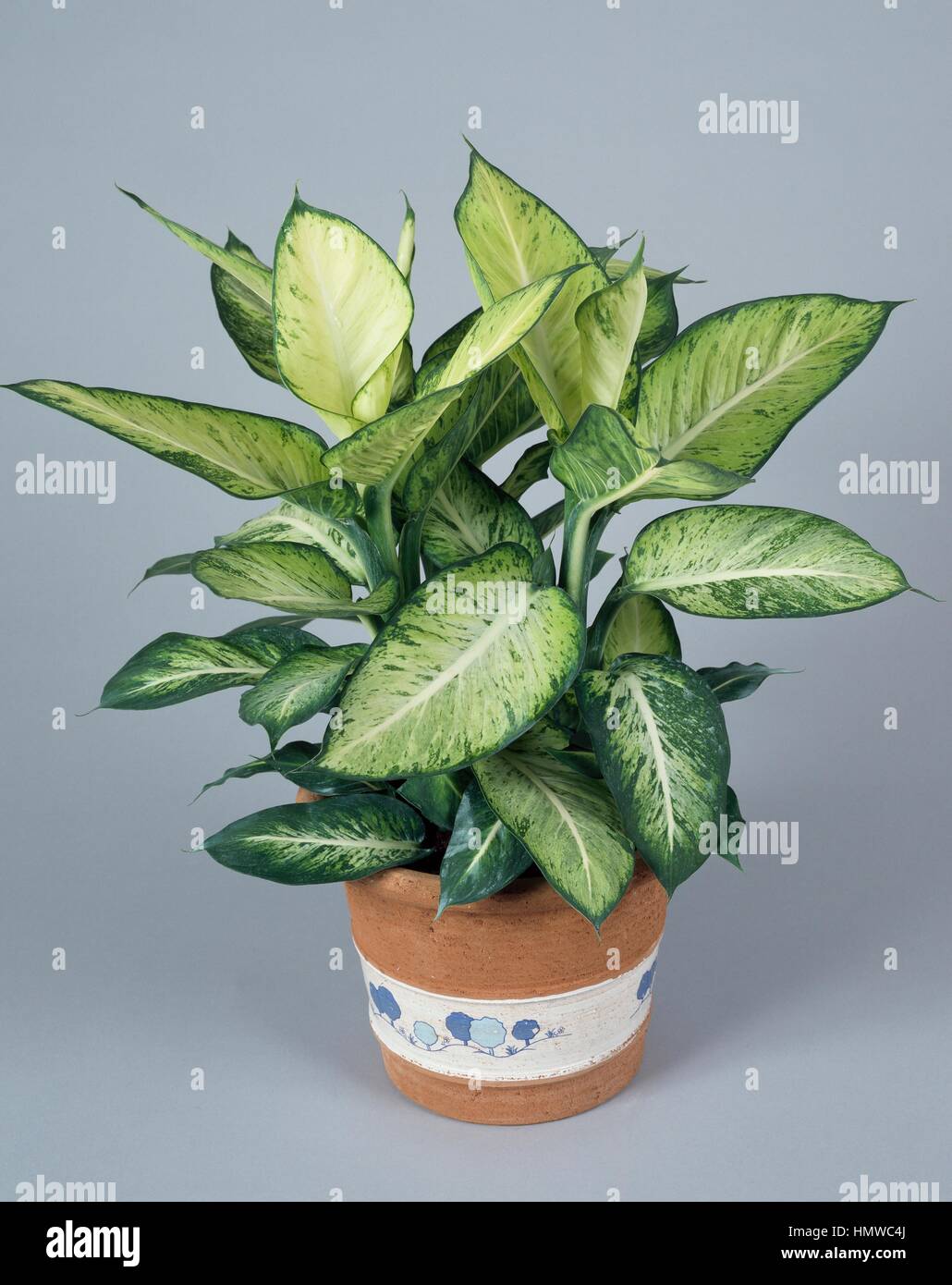 indoor large plant Fiddle Leaf Fig Potted Houseplant