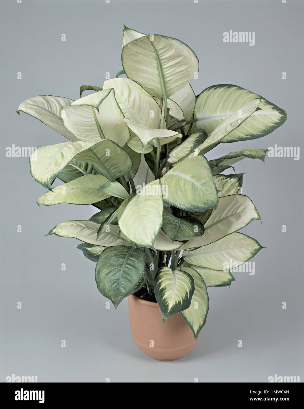 where to buy chinese money plant Pilea peperomioides | Chinese Money Plant | Coin Plant