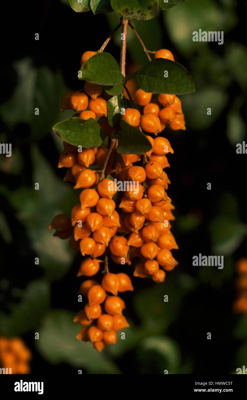 Cluster of fruit of Duranta plumieri, Verbenaceae. Stock Photo