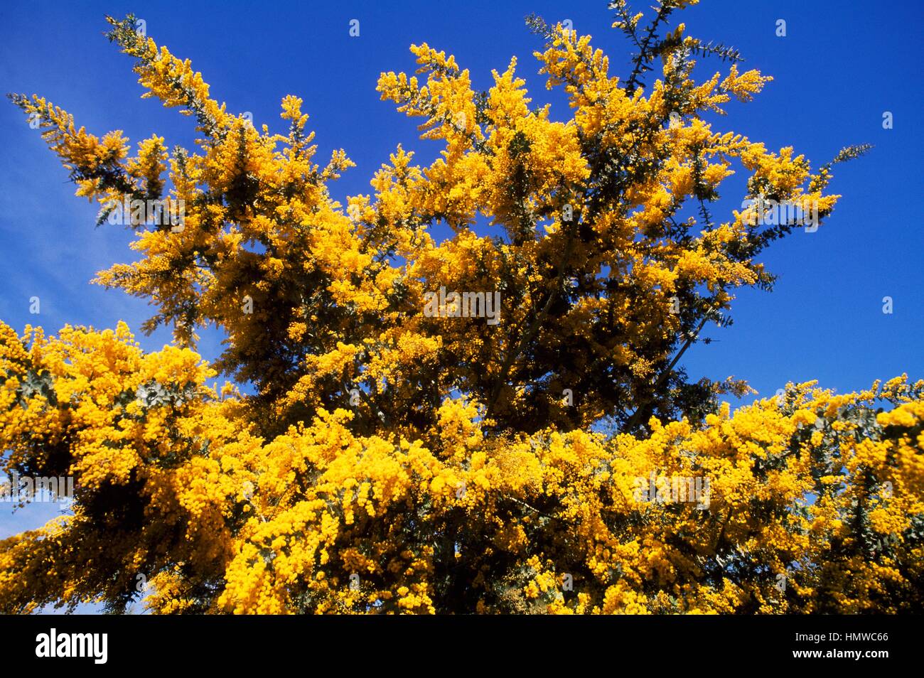 Cootamundra Wattle in bloom (Acacia baileyana), FabaceaeLeguminosae