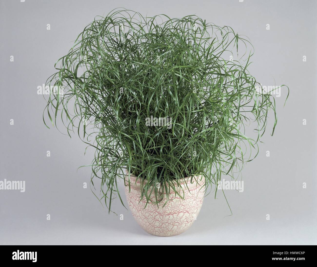 Houseplants - Cyperaceae. Umbrella plant (Cyperus alternifolius) Stock Photo