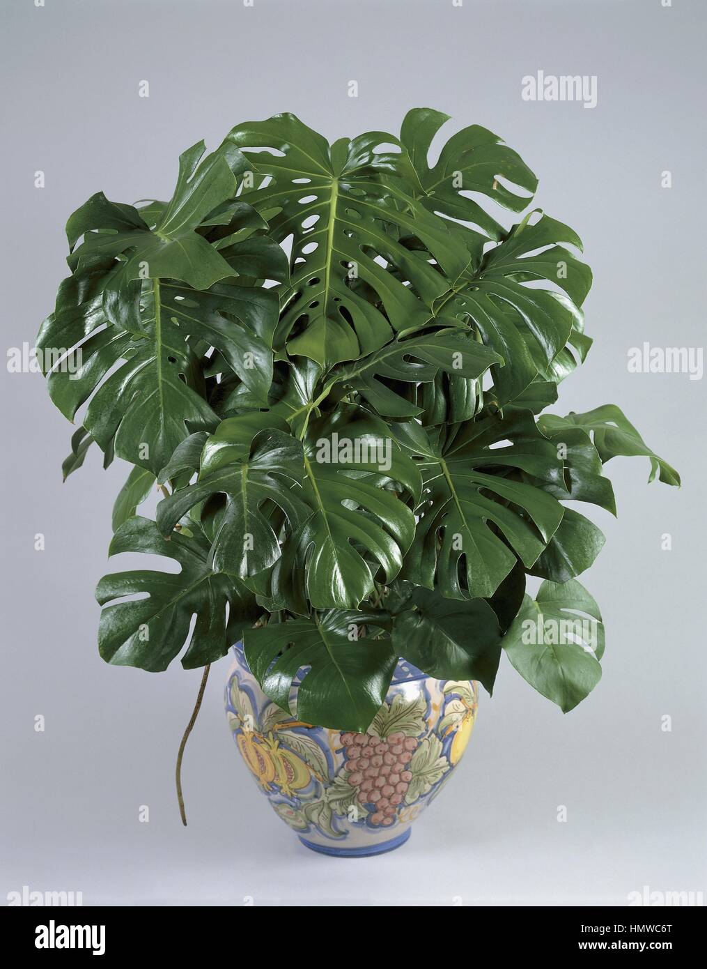Houseplants - Araceae. Splitleaf Philodendron (Monstera deliciosa Stock  Photo - Alamy
