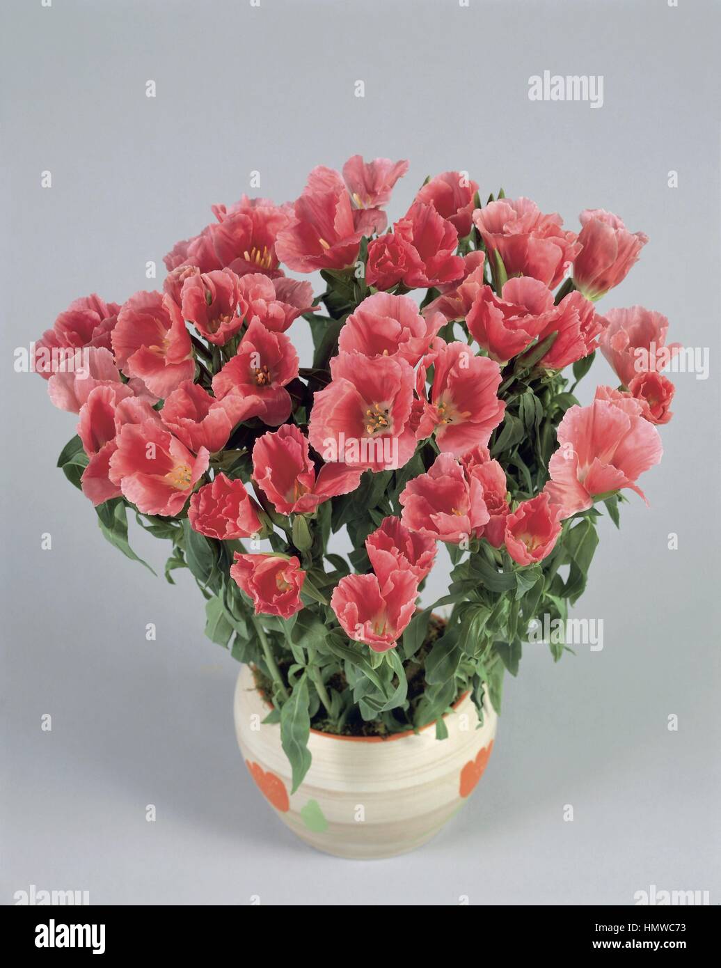Houseplants Onagraceae. Clarkia (Godetia Stock Photo Alamy