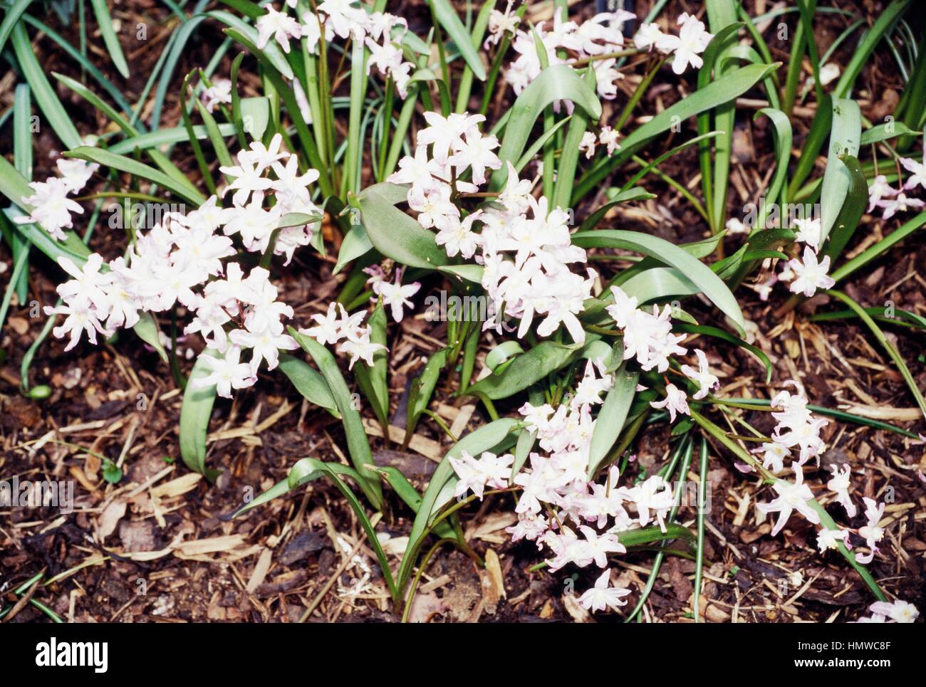 Glory of the snow (Chinodoxa luciliae Alba or Scilla luciliae Alba), Liliaceae. Stock Photo