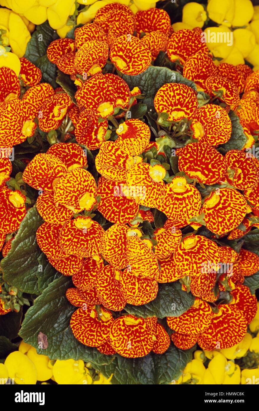 Slipper Flower, Slipperwort (Calceolaria integrifolia or Calceolaria rugosa Little Sweeties Mixed), Scrophulariaceae. Stock Photo