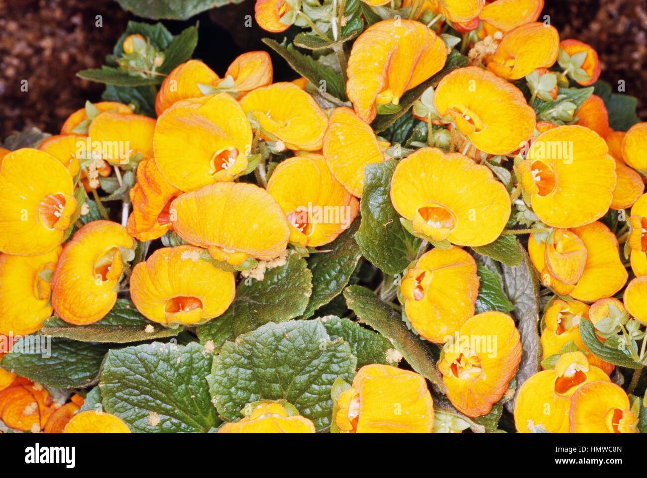Slipper Flower, Slipperwort (Calceolaria integrifolia or Calceolaria rugosa Little Sweeties Mixed), Scrophulariaceae. Stock Photo