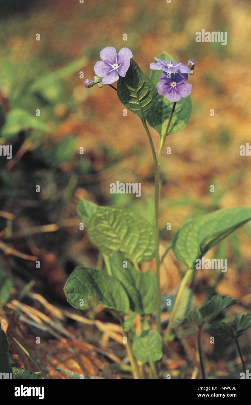 Botany - Boraginaceae - Blue-Eyed Mary or Creeping Forget-Me-Not (Omphalodes verna). Stock Photo