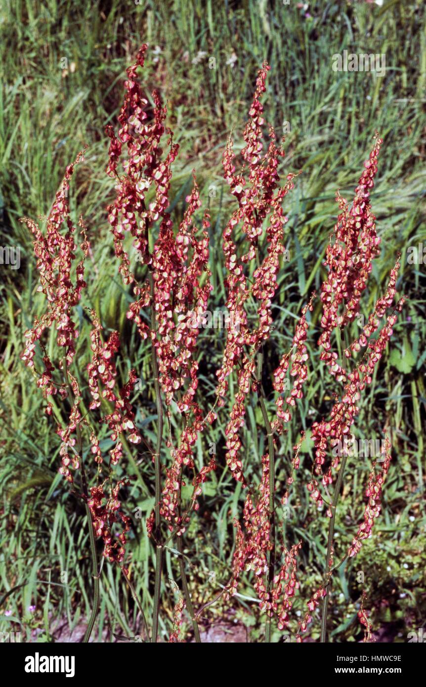 Sheep's sorrel, Red sorrel or Sour weed in bloom (Rumex acetosella