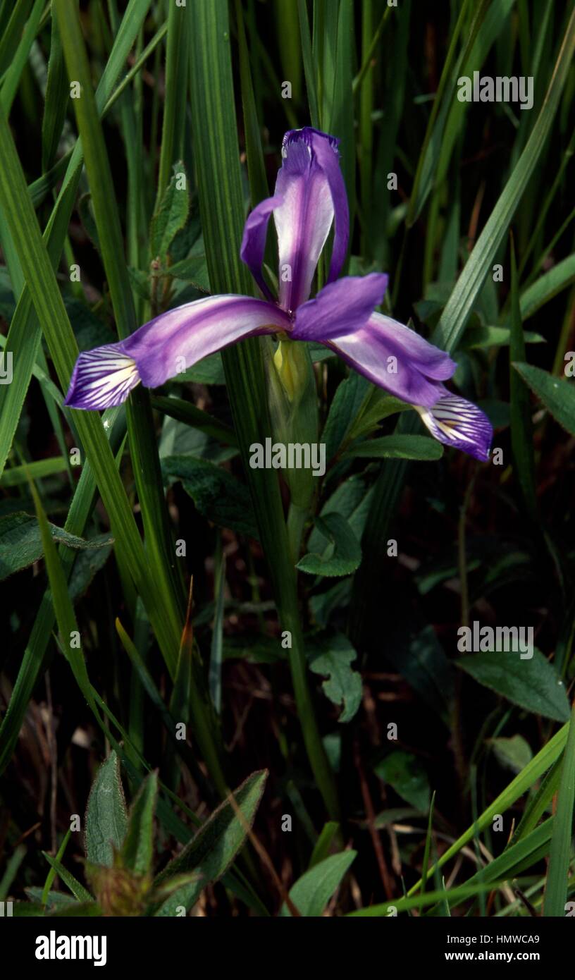 Grassy Leaved Iris (Iris graminea), Iridaceae. Stock Photo