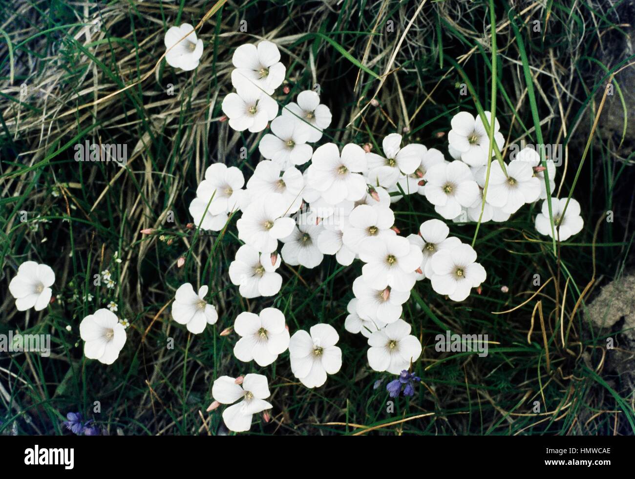 Slim-Leaved Flax (Linum tenuifolium), Linaceae. Stock Photo