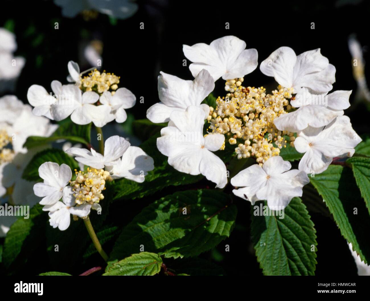Doublefile Viburnum (Viburnum plicatum tomentosum St Keverne), Adoxaceae. Stock Photo