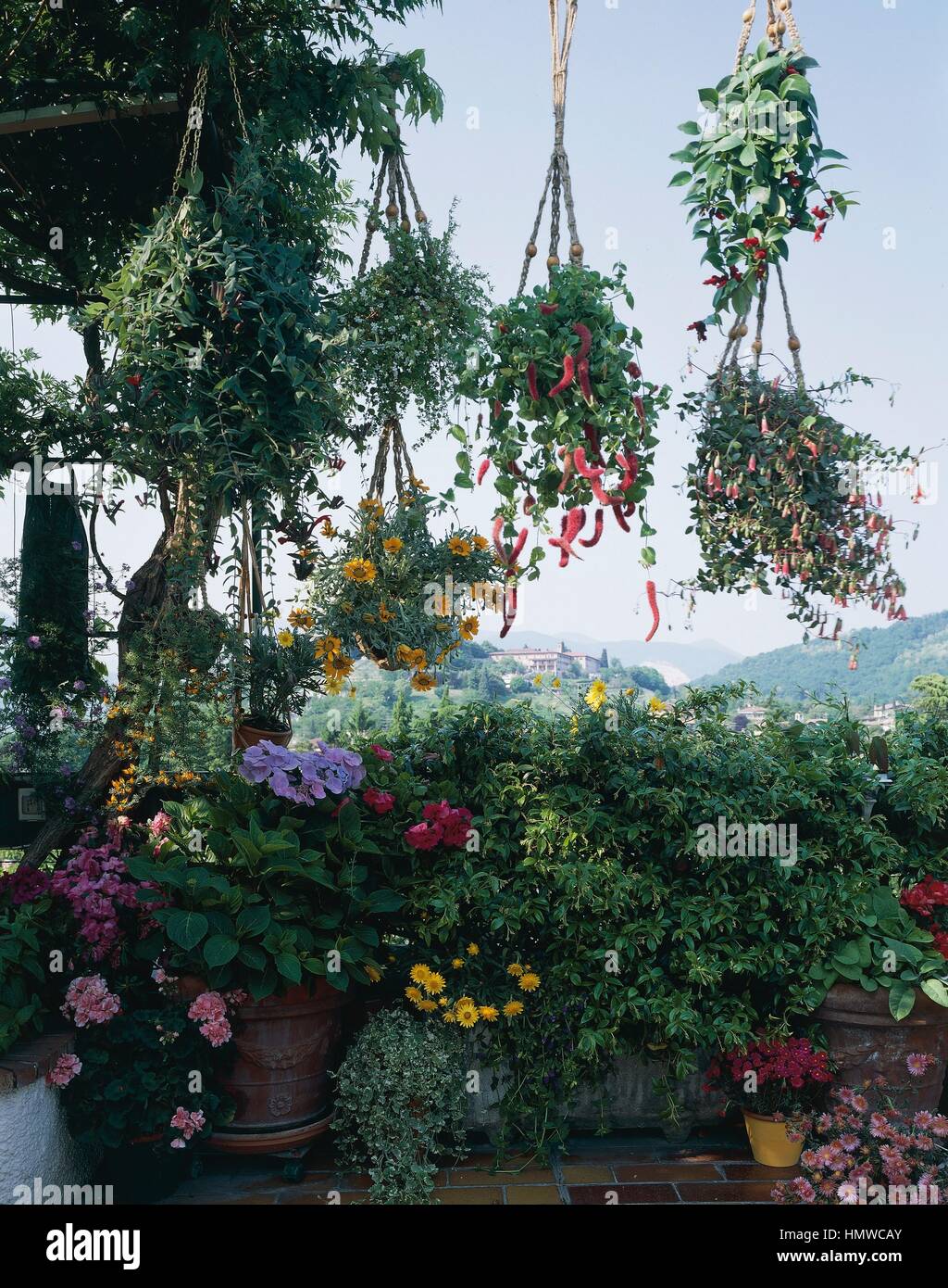 Hanging baskets garden hi-res stock photography and images - Alamy