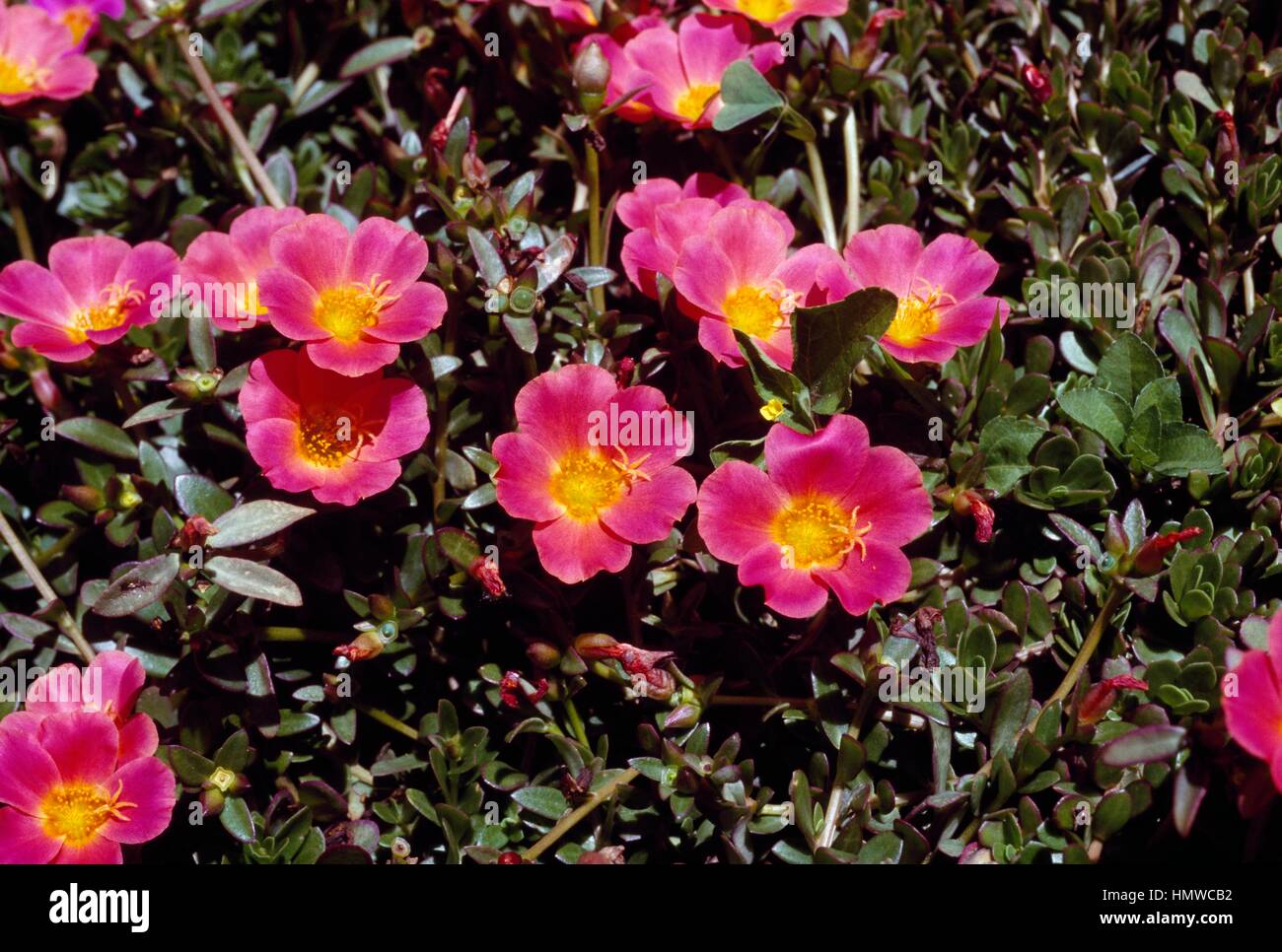 Farewell to spring or Godetia (Godetia grandiflora Firelight or Clarkia amoena Firelight), Onagraceae. Stock Photo