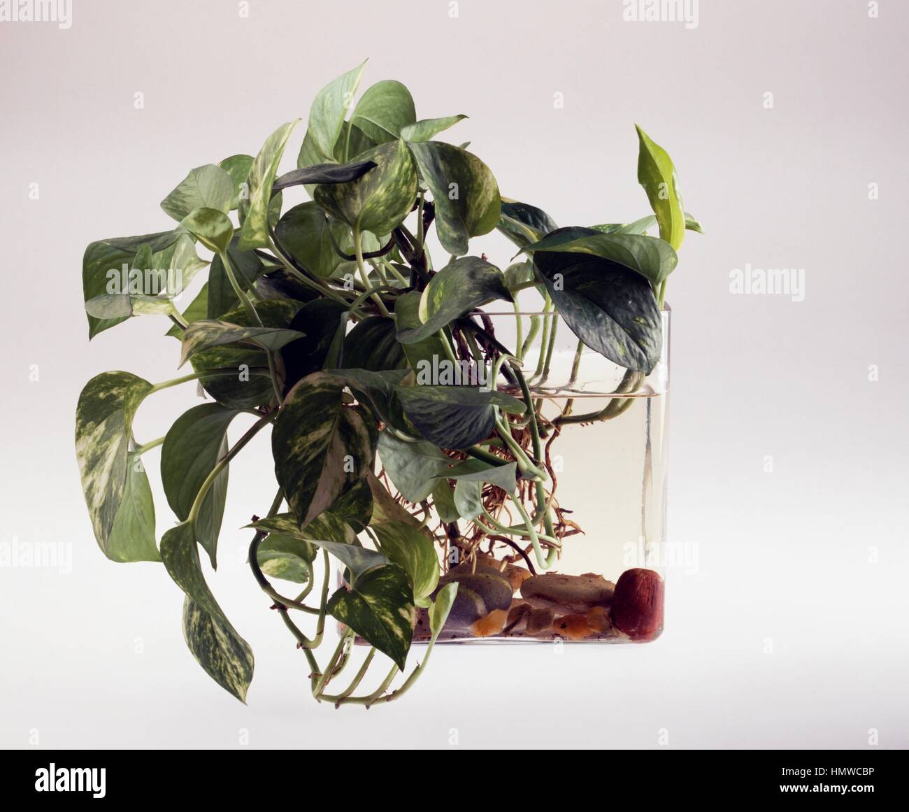 Potus (Potos sp), Araceae. Stock Photo