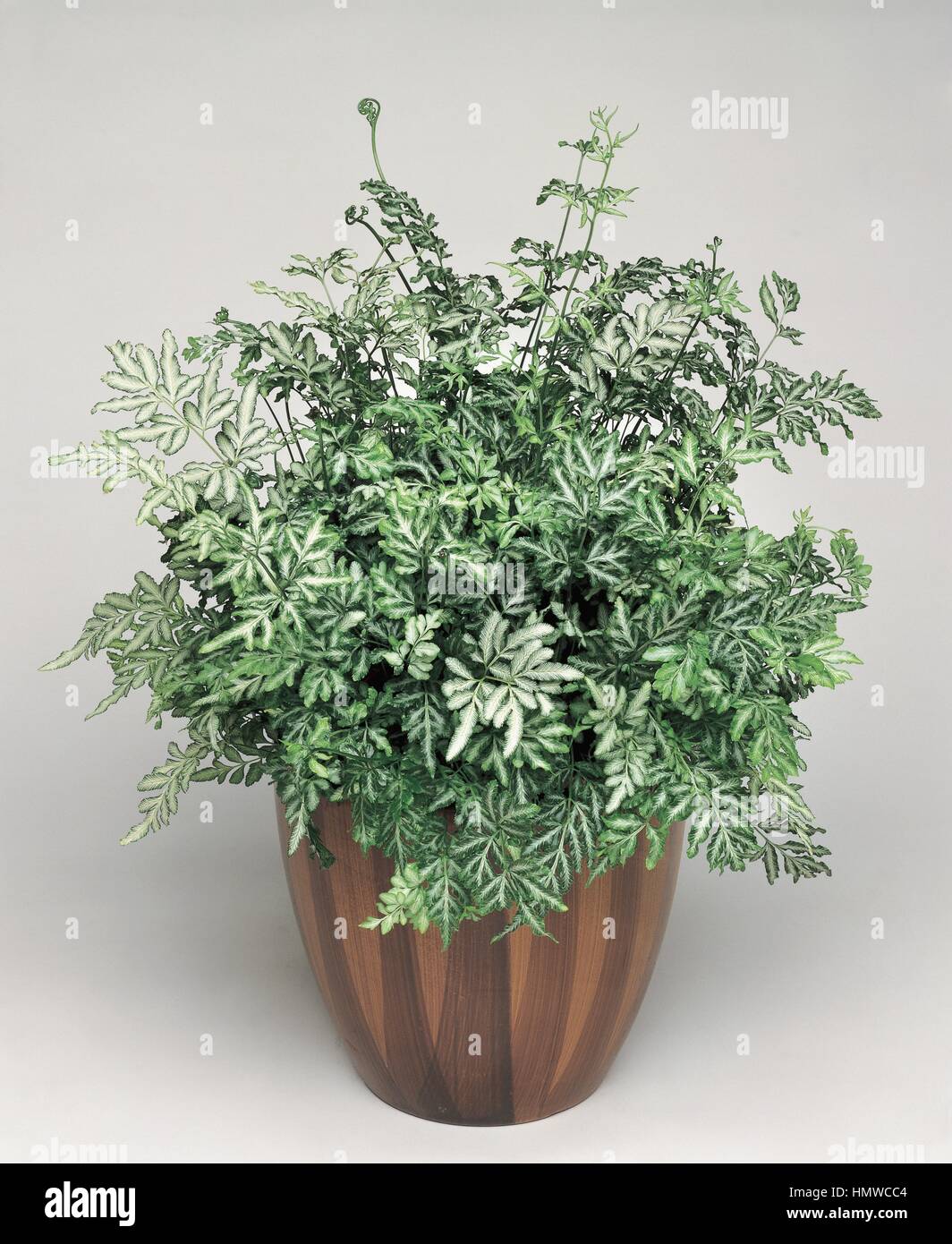 Houseplants - Pteridaceae - Slender Brake Fern (Pteris ensiformis evergemiensis). Stock Photo