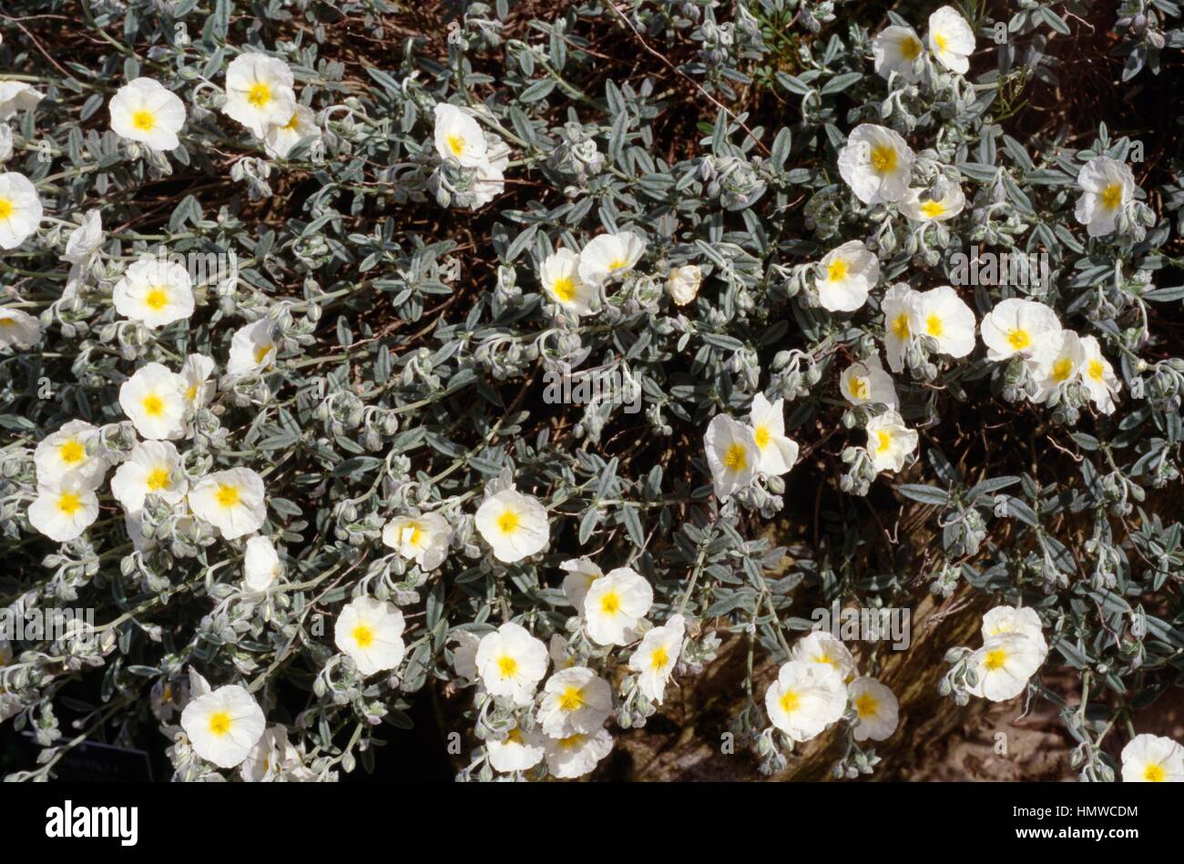 Rock rose (Helianthemum The Bride), Cistaceae. Stock Photo