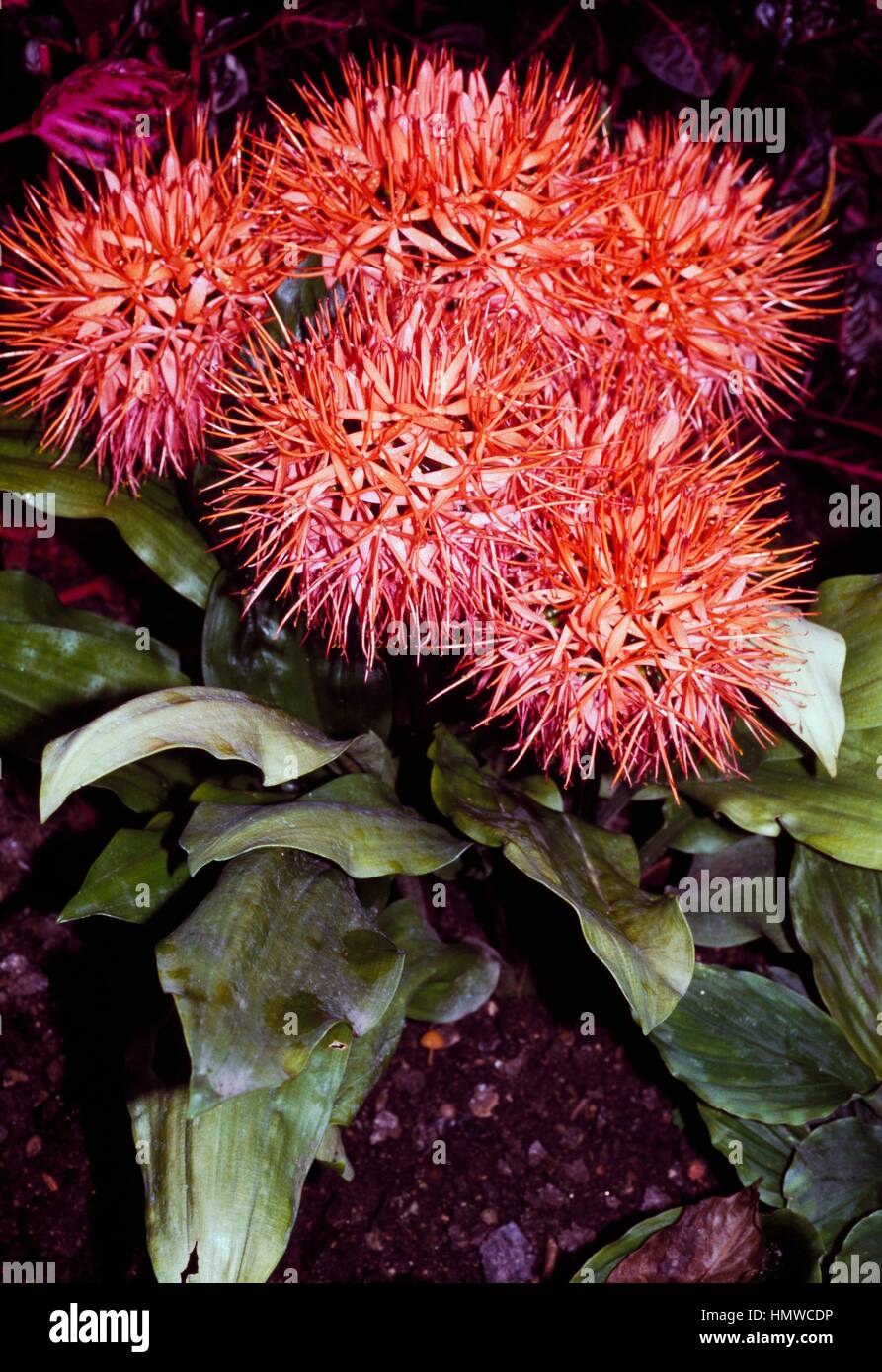 Snake lily or Blood lily (Haemanthus magnificus or Scadoxus puniceus), Amaryllidaceae. Stock Photo