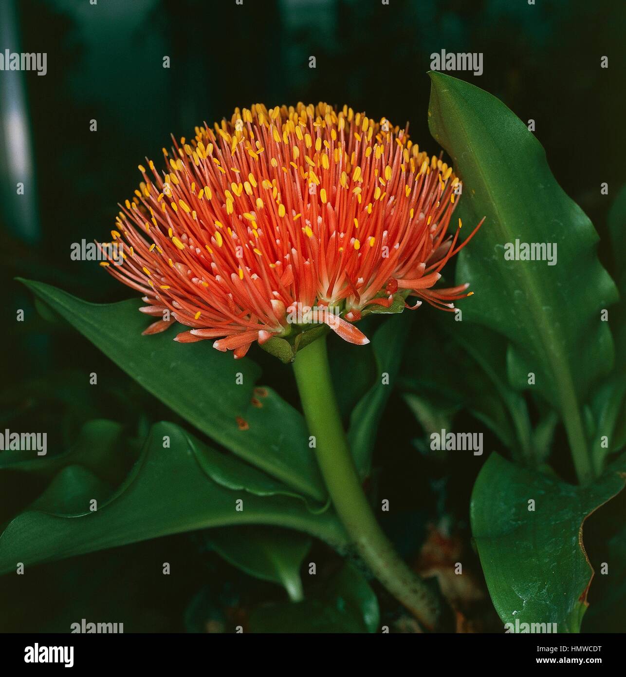 Blood flower or Paintbrush lily (Haemanthus coccineus), Amaryllidaceae. Stock Photo