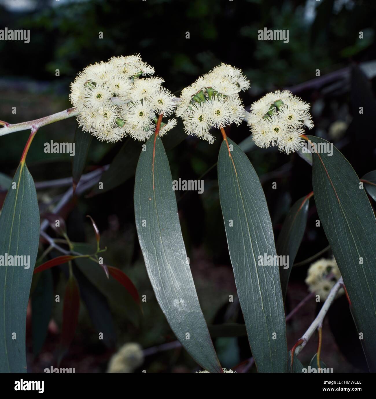 Ramo fiorito di Eucalipto (Eucalyptus pauciflora Niphophila), Myrtaceae. Stock Photo
