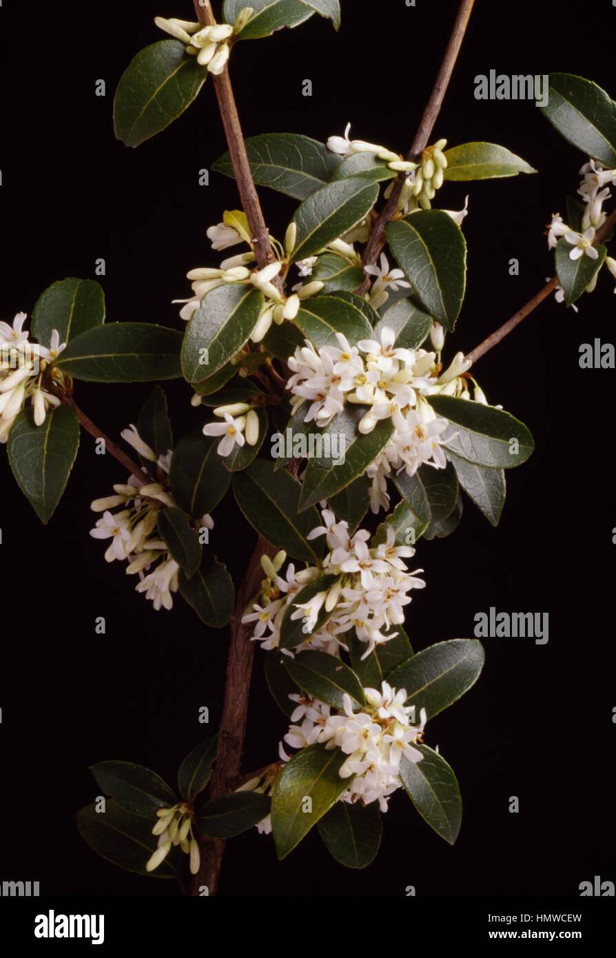 Osmanthus (Osmanthus delavayi), Oleaceae. Stock Photo