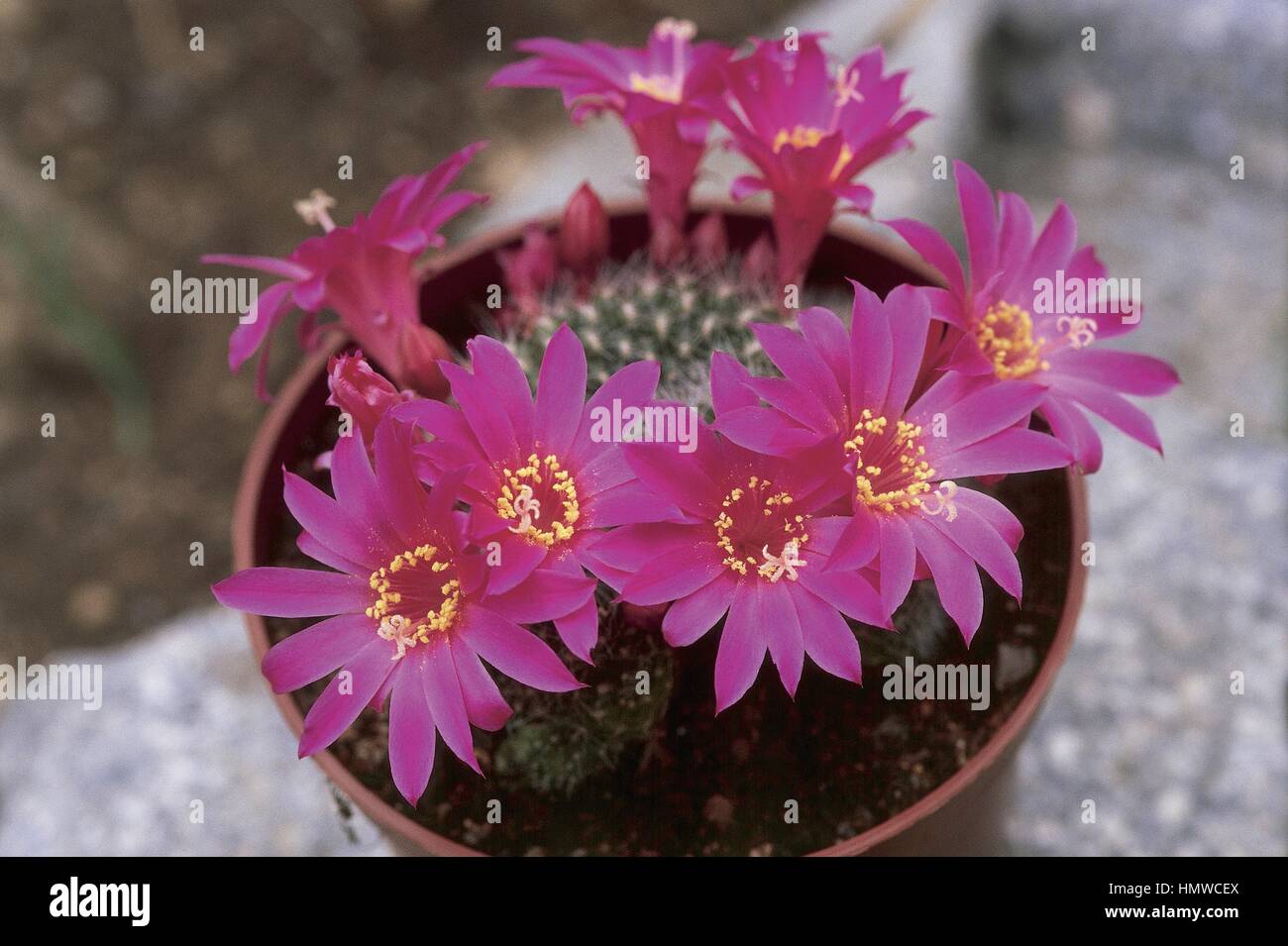 Botany - Cactaceae - Red Crown Cactus (Rebutia senilis or Rebutia minuscula). Stock Photo