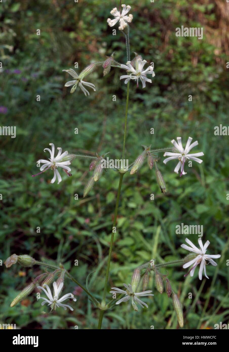 Nottingham Catchfly or Eurasian Catchfly (Silene nutans), Caryophyllaceae. Stock Photo