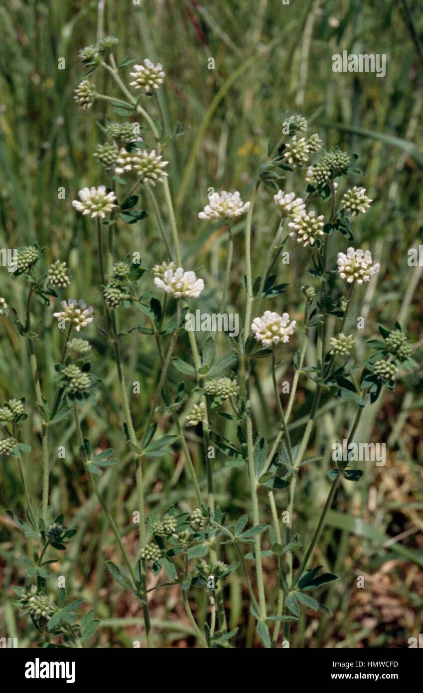 Prostrate canary clover in bloom (Dorycnium pentaphyllum), Fabaceae. Stock Photo