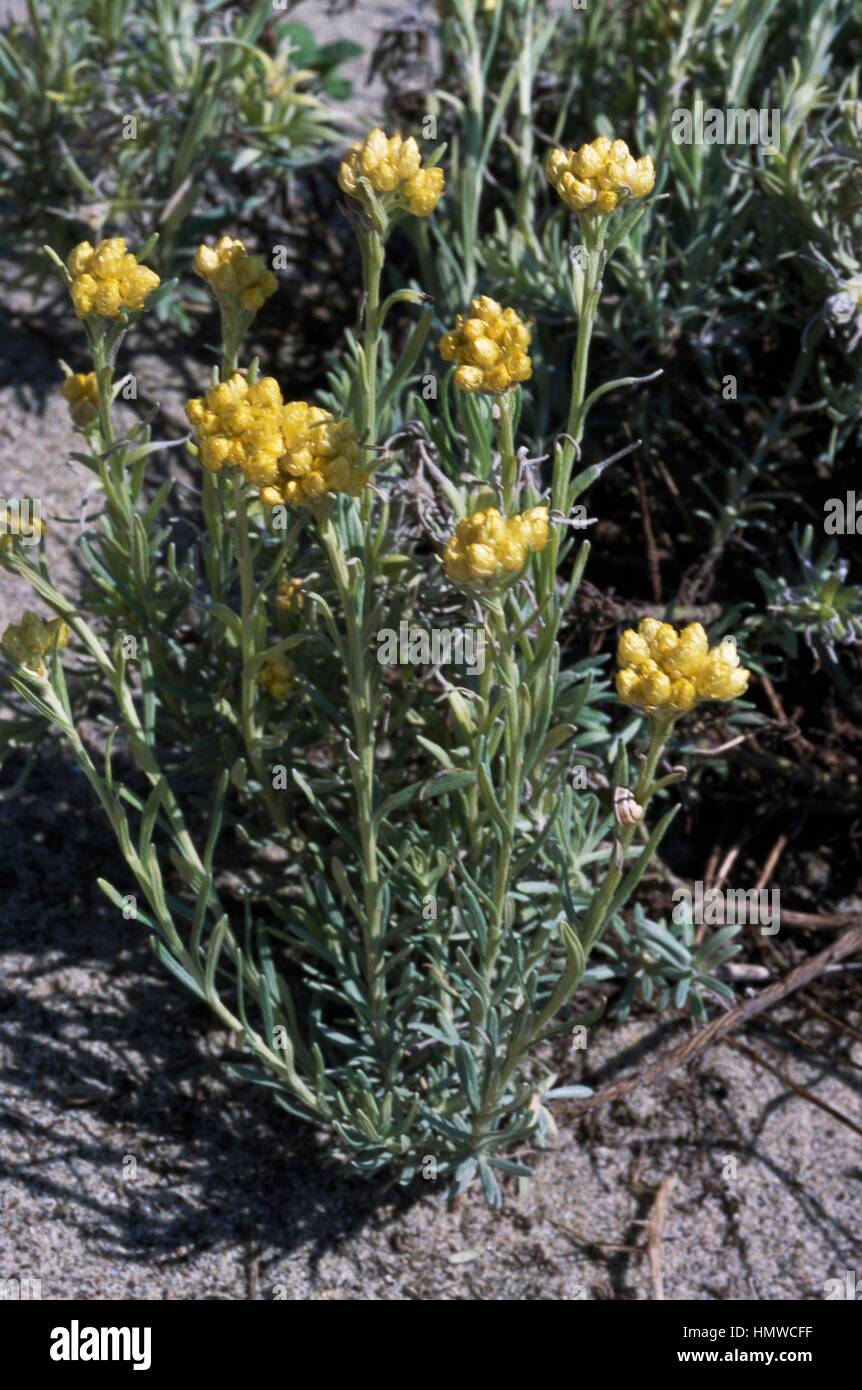 Curry Plant (Helichrysum italicum), Asteraceae. Stock Photo