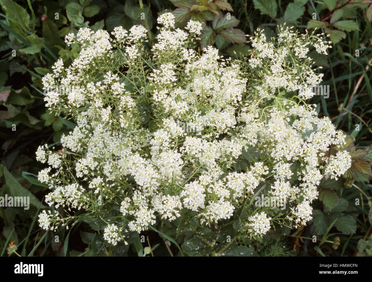 Whitetop or hoary cress (Lepidium draba), Brassicaceae. Stock Photo