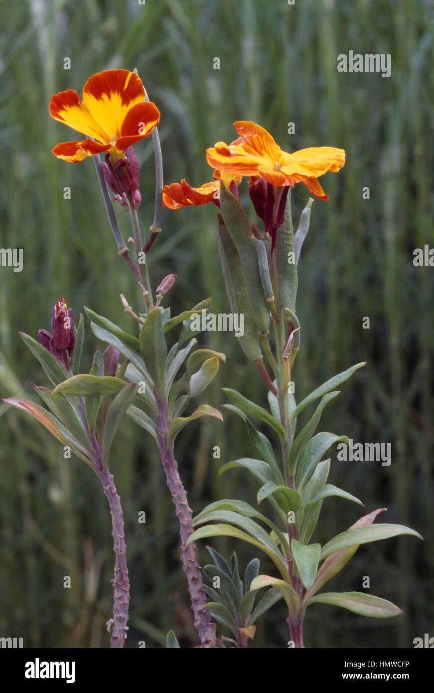 Wallflower (Erysimum cheiri), Brassicaceae. Stock Photo