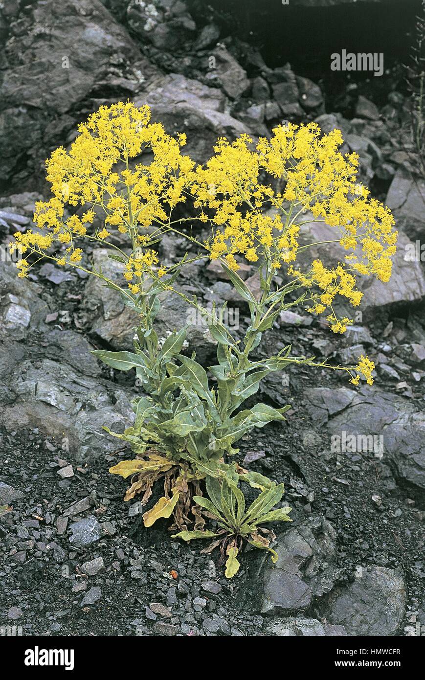Woad isatis tinctoria plant hi-res stock photography and images - Alamy