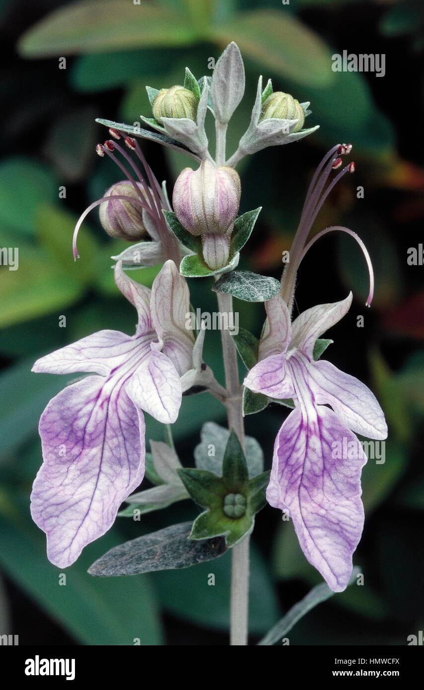 Shrubby Germander (Teucrium fruticans), Lamiaceae. Stock Photo