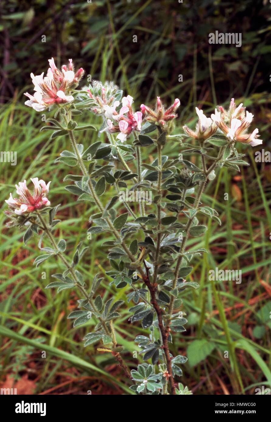 Hairy canary clover hires stock photography and images Alamy